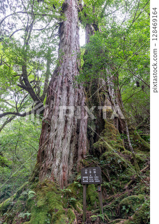 Yakushima Cedar Tree, Mother and Child Cedar, Yakushima National Park (October) Yakushima Cedar Tree, Mother and Child Cedar, Yakushima National Park (October) 128469164