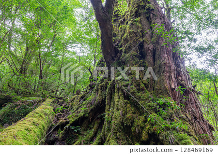 Yakushima Cedar Tree, Mother and Child Cedar, Yakushima National Park (October) 128469169