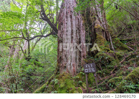 Yakushima Cedar Tree, Mother and Child Cedar, Yakushima National Park (October) 128469170