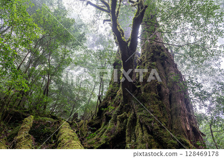 屋久杉母子杉、屋久島屋久杉樂園(10月) 屋久杉母子杉、屋久島屋久杉樂園(10月) 128469178