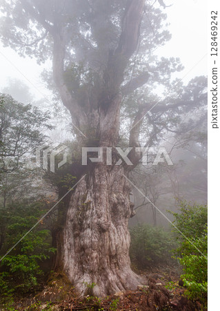 世界自然遺產屋久島繩文雪松（11 月） 128469242