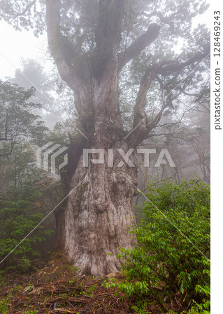 Jomon Cedar, World Natural Heritage Site, Yakushima (November) 128469243