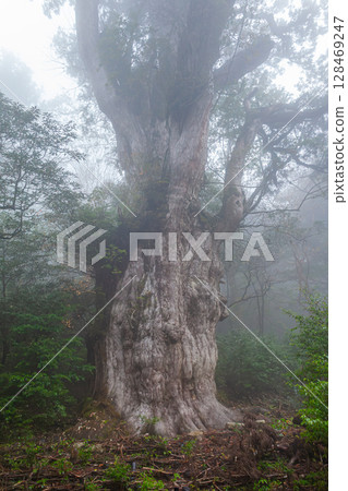 世界自然遺產屋久島繩文雪松(11 月) 世界自然遺產屋久島繩文雪松(11 月) 128469247