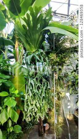 Staghorn fern at Tsukuba Botanical Garden Staghorn fern at Tsukuba Botanical Garden 128469358