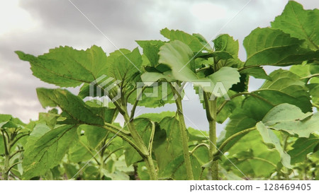 Wild Nature Sunflowers, Leaves Against the Sky, Spring Season Plants, Healthy Summer Growth, New Life in the Field, Nature s Artwork, Vibrant Eco Plant Photo, Sunflower Farming Shot, Young Leafy Wild Nature Sunflowers, Leaves Against the Sky, Spring Season Plants, Healthy Summer Growth, New Life in the Field, Nature s Artwork, Vibrant Eco Plant Photo, Sunflower Farming Shot, Young Leafy 128469405