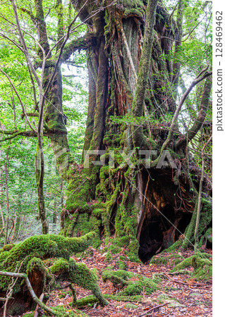 屋久島白谷雲水峽屋久杉武士杉(11 月) 屋久島白谷雲水峽屋久杉武士杉(11 月) 128469462