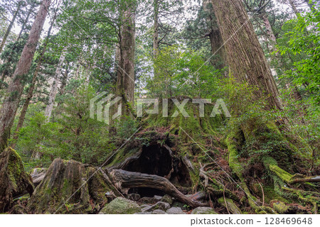威爾遜樹樁，屋久島國立公園（十二月） 128469648