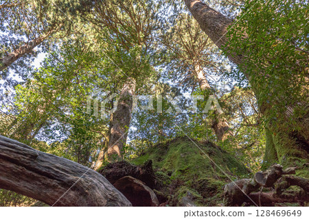 威爾遜樹樁，屋久島國立公園（十二月） 128469649