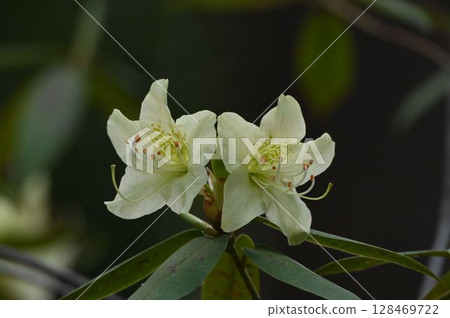 一對美麗的奶油色花朵在日本山脈的岩石地形上並排綻放。 128469722