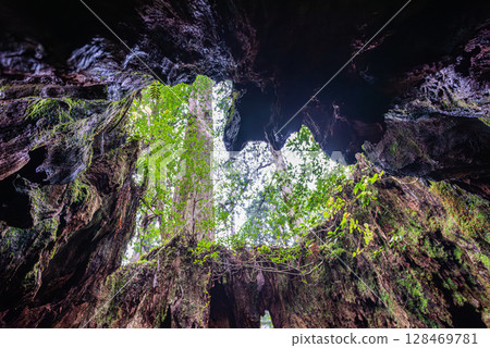 Heart of Wilson's Stump, Yakushima National Park (December) Heart of Wilson's Stump, Yakushima National Park (December) 128469781