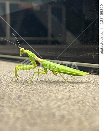 拍攝一隻在地上的螳螂動作特寫 128469890