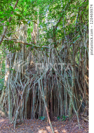 Yakushima World Natural Heritage Gajumaru (December) Giant tree where gods reside 128469974