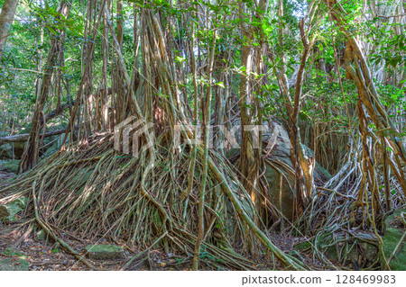 Yakushima World Natural Heritage Gajumaru (December) Strangling Tree 128469983