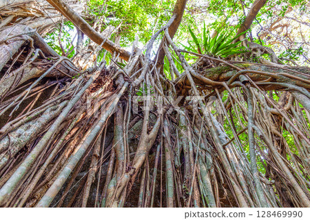 Gajumaru (Ficus Ficus) - Yakushima Forest, a World Heritage Site (December) 128469990