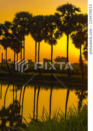 A row of palmyra palm trees stands silhouetted against a vibrant orange and yellow sunset, reflected in the still water below. 128470013
