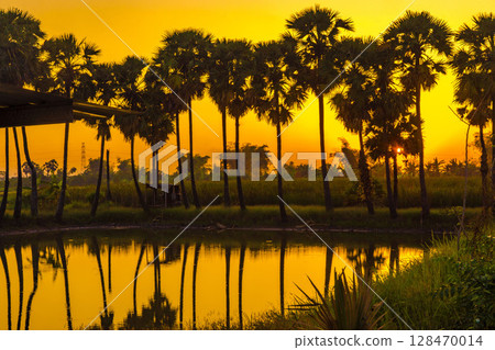 A row of palmyra palm trees stands silhouetted against a vibrant orange and yellow sunset, reflected in the still water below. 128470014