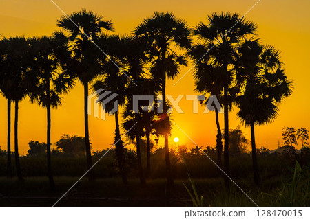 A row of palmyra palm trees stands silhouetted against a vibrant orange and yellow sunset, reflected in the still water below. A row of palmyra palm trees stands silhouetted against a vibrant orange and yellow sunset, reflected in the still water below. 128470015
