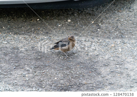 Yohofu gull's young bird 128470138