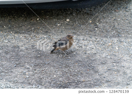 Yohofu gull's young bird Yohofu gull's young bird 128470139