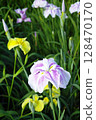 Iris flowers in full bloom 128470170