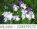 Iris flowers in full bloom 128470172
