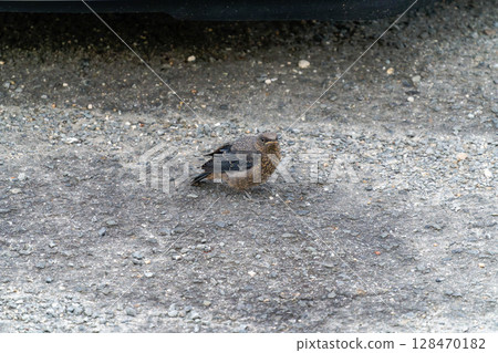 Yohofu gull's young bird 128470182