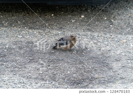 Yohofu gull's young bird 128470183