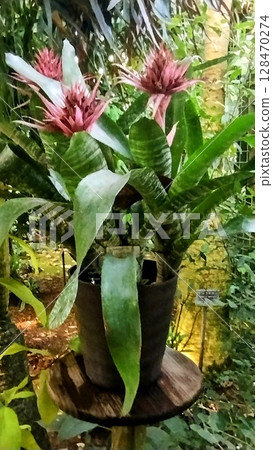 筑波植物園的鳳梨 筑波植物園的鳳梨 128470274