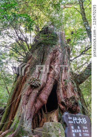 Yakusugi Second Generation Osugi Cedar, Yakushima Shiratani Unsuikyo Gorge (December) 128470295