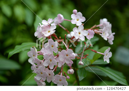 盧克麗亞·可可 盧克麗亞·可可 128470427