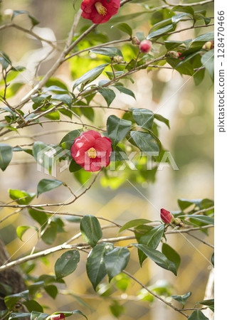 紅山茶花 紅山茶花 128470466
