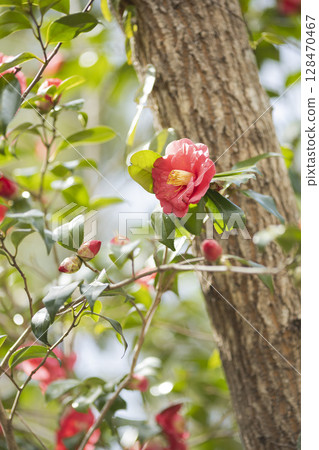 red camellia flower 128470467