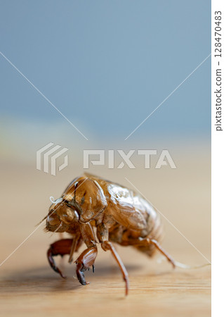 Cicada shell Cicada shell 128470483