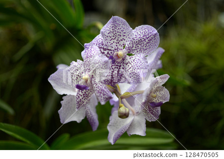 panda orchid flower panda orchid flower 128470505
