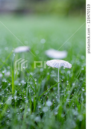 Morning dew 128470519