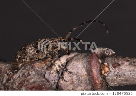 生物，昆蟲，天牛，體長約一公分。腹部和背部有斑駁和偽裝。 128470525