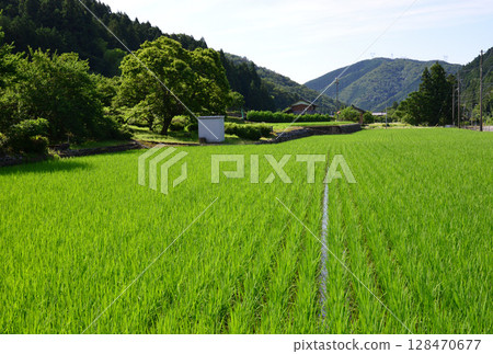 雨季過後，稻田一片綠意 128470677