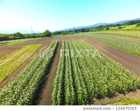 夏季北海道函館市收穫季節玉米田的鳥瞰圖 夏季北海道函館市收穫季節玉米田的鳥瞰圖 128470763