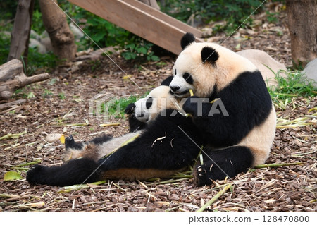 Baby panda snuggles up to its mother and eats bamboo shoots in peace 128470800