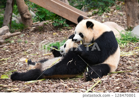 Baby panda snuggles up to its mother and eats bamboo shoots in peace 128470801