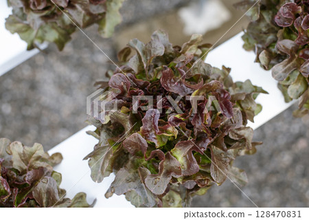 Close up fresh organic Red oak hydroponic vegetable plantation produce red green salad hydroponic cultivate farm. Salad farm vegetable red oak lettuce. lettuce salad in green Organic plantation Farm 128470831