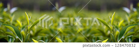 Banner Green tea tree leaves camellia sinensis organic farm sunlight. Panorama Fresh young tender bud herbal farm in morning. Banner Sunlight Green tea tree plant. Wide Green Tea Tree with copy space Banner Green tea tree leaves camellia sinensis organic farm sunlight. Panorama Fresh young tender bud herbal farm in morning. Banner Sunlight Green tea tree plant. Wide Green Tea Tree with copy space 128470832