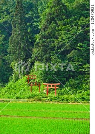 鬱鬱蔥蔥的森林神社 128470921