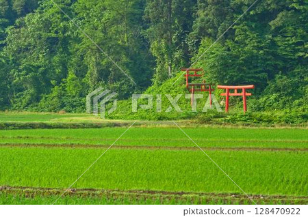 鬱鬱蔥蔥的森林神社 128470922