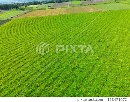夏季北海道函館南瓜田的鳥瞰圖 128471072