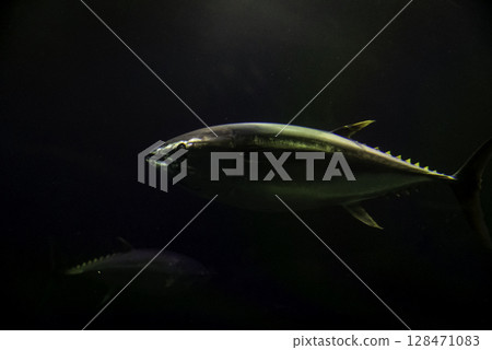 Bluefin tuna 128471083