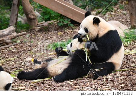 Baby panda snuggles up to its mother and eats bamboo shoots in peace 128471132