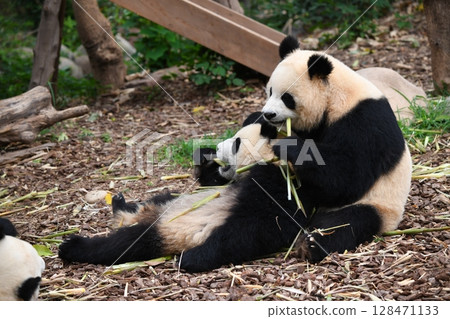 Baby panda snuggles up to its mother and eats bamboo shoots in peace 128471133