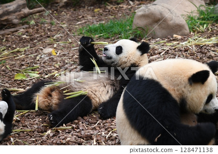 Baby panda eats bamboo shoots in peace near his mother Baby panda eats bamboo shoots in peace near his mother 128471138