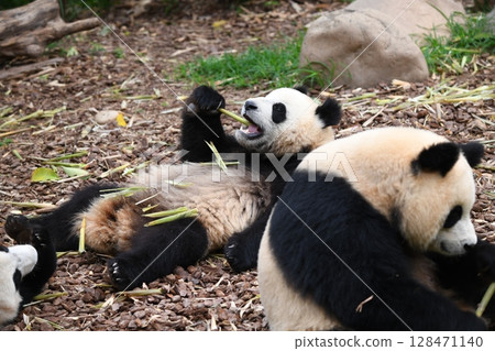 Baby panda eats bamboo shoots in peace near his mother 128471140